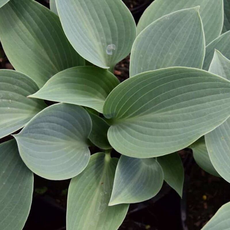 Hosta 'Halcyon' ---